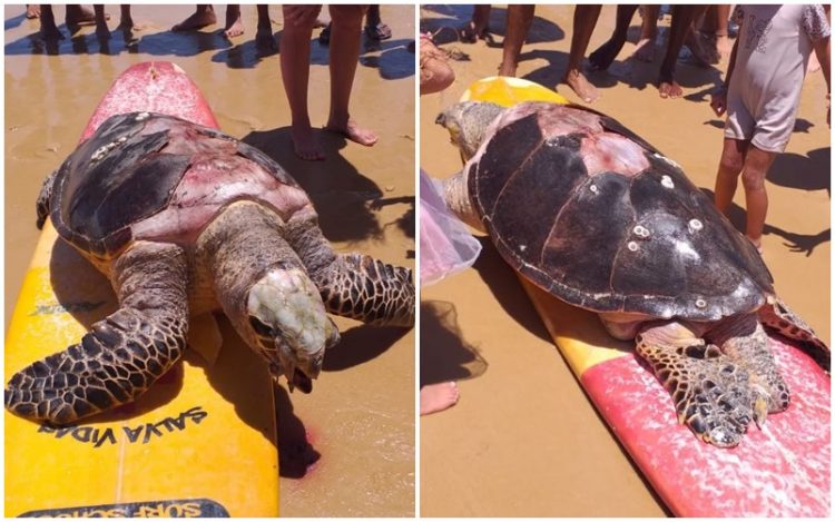 Tartaruga de espécie rara é achada morta e com casco arrancado no litoral do RN