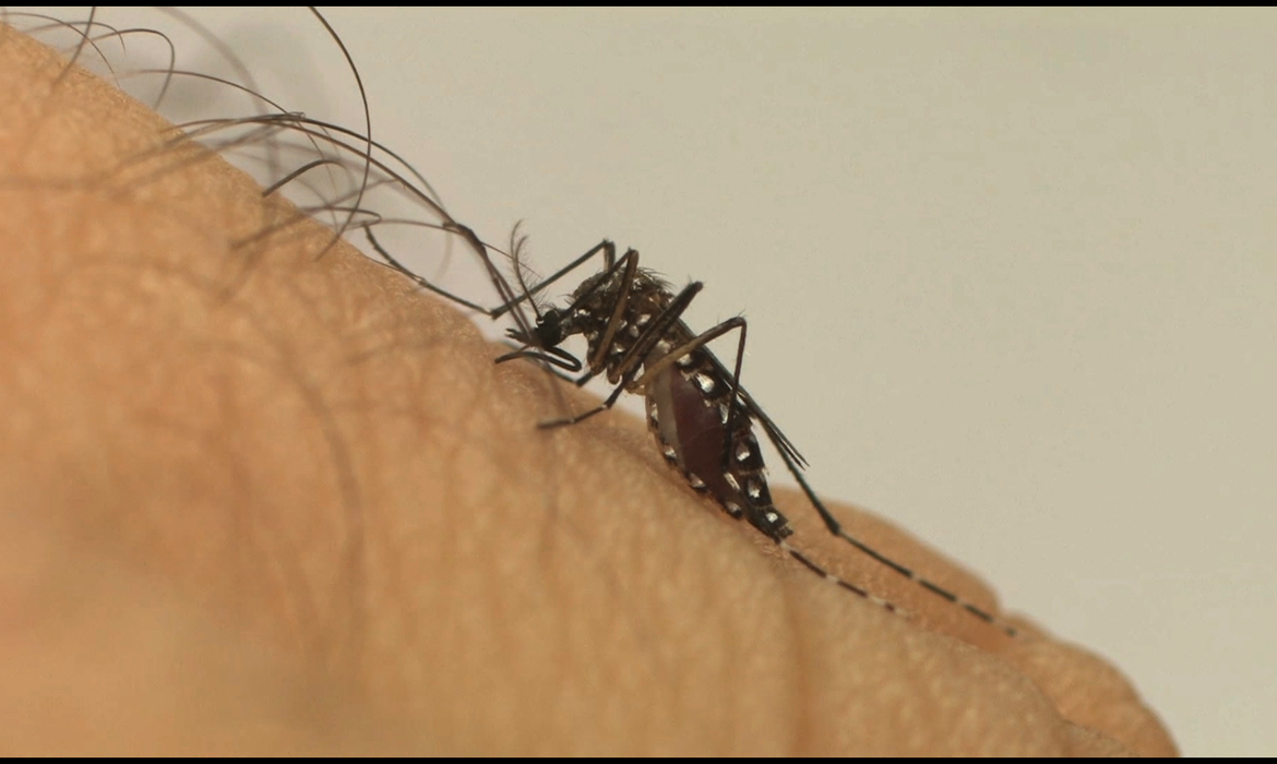 Casos de dengue e chikungunya sobem no RN; confira os números