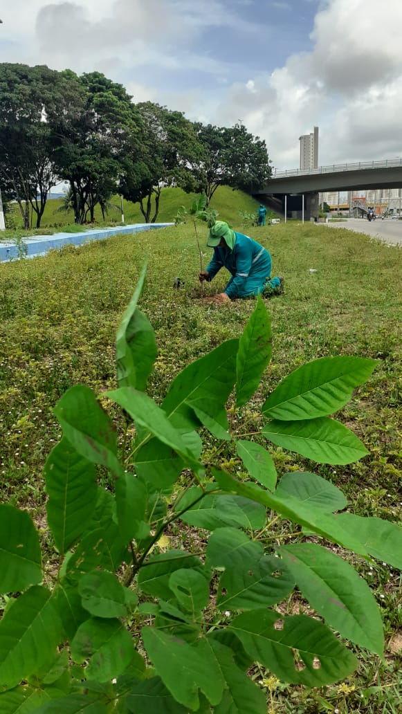 Planta Natal atinge marca de 4 mil mudas plantadas e fortalece parcerias