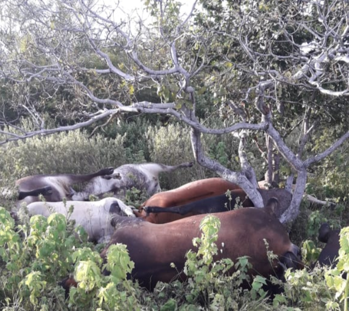 Em município do Oeste potiguar raio mata 17 bois; veja vídeo