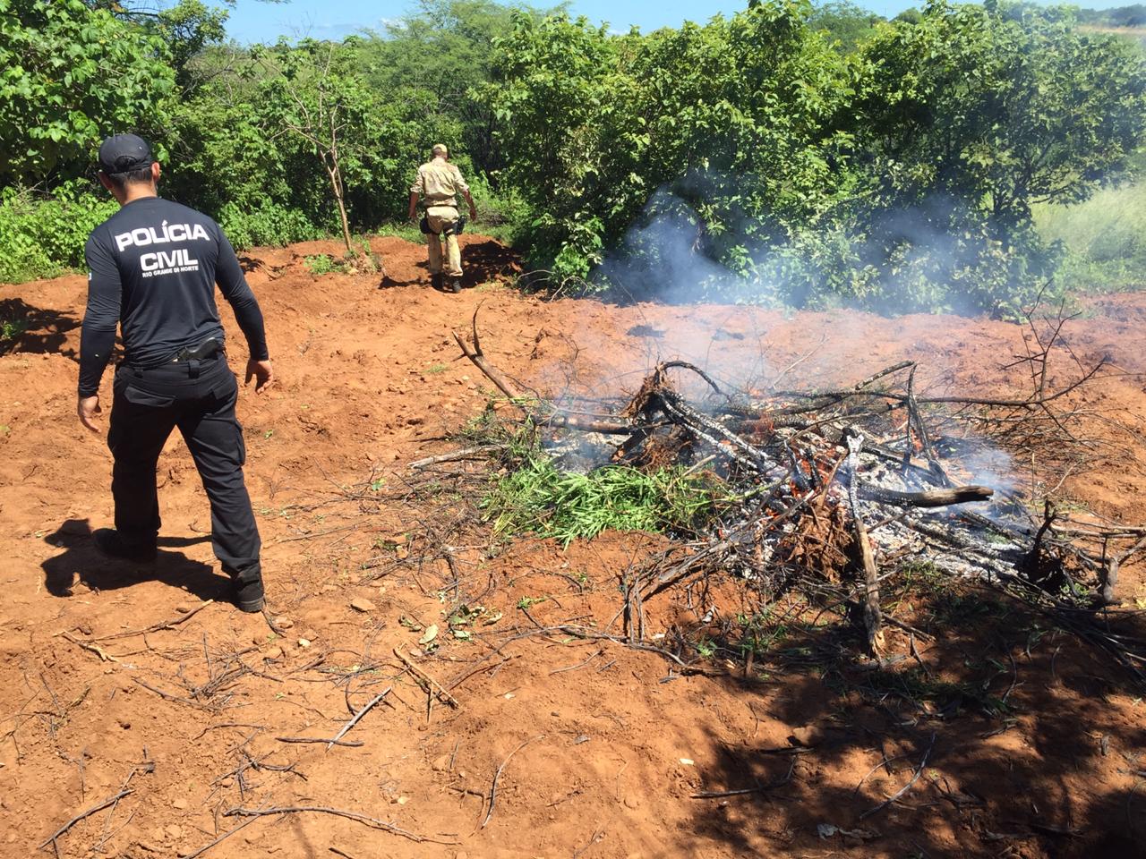 Polícia incinera plantação de maconha localizada em sítio no interior do RN
