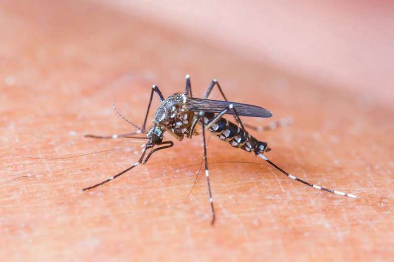 Nova linhagem da zika está em circulação no Brasil e pode originar epidemia