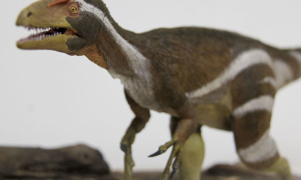 Pesquisadores apresentam fóssil de dinossauro encontrado no Nordeste do Brasil