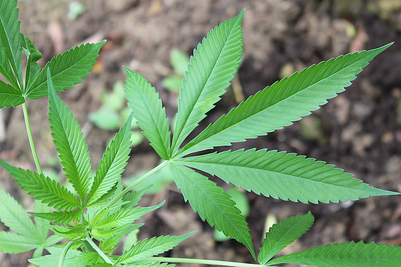 Após 9 meses, polícia não sabe como 593 kg de maconha sumiram de delegacia
