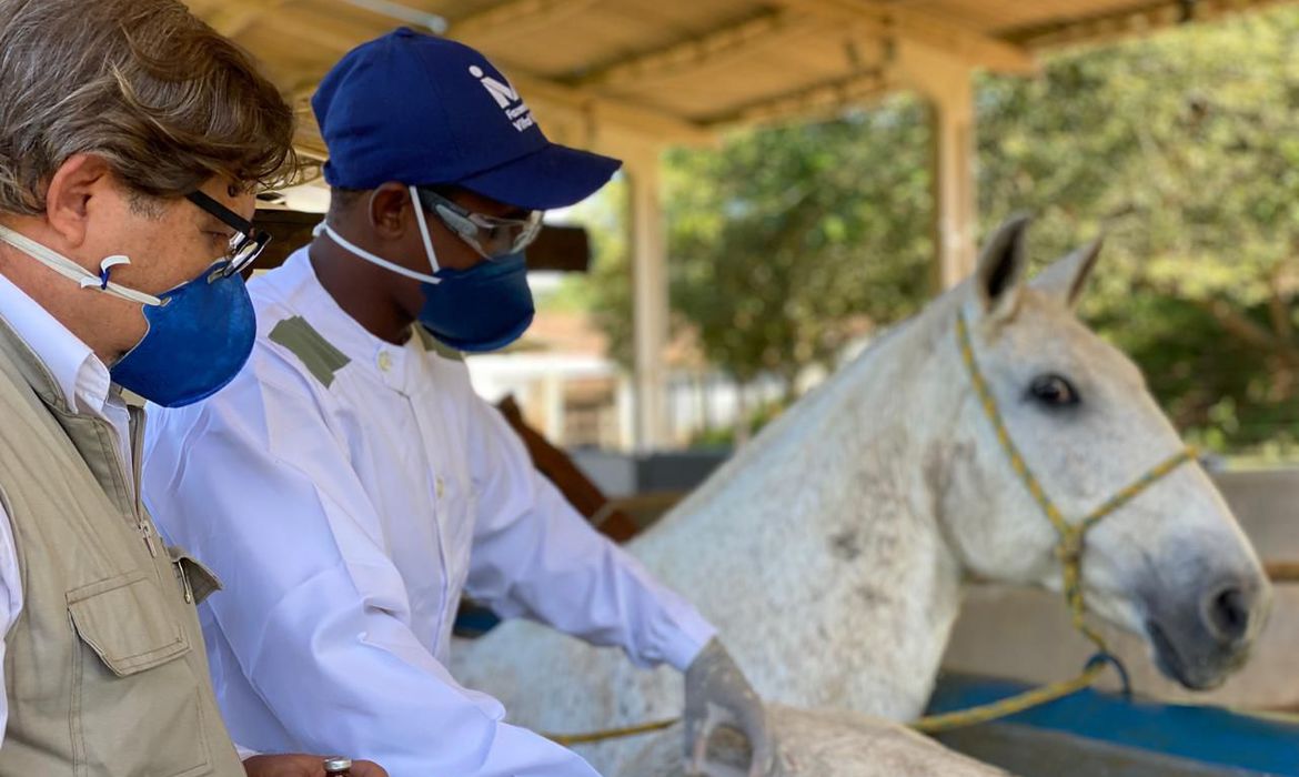 Pedido de registro de soros de cavalos para tratar covid vai à Anvisa em 10 dias