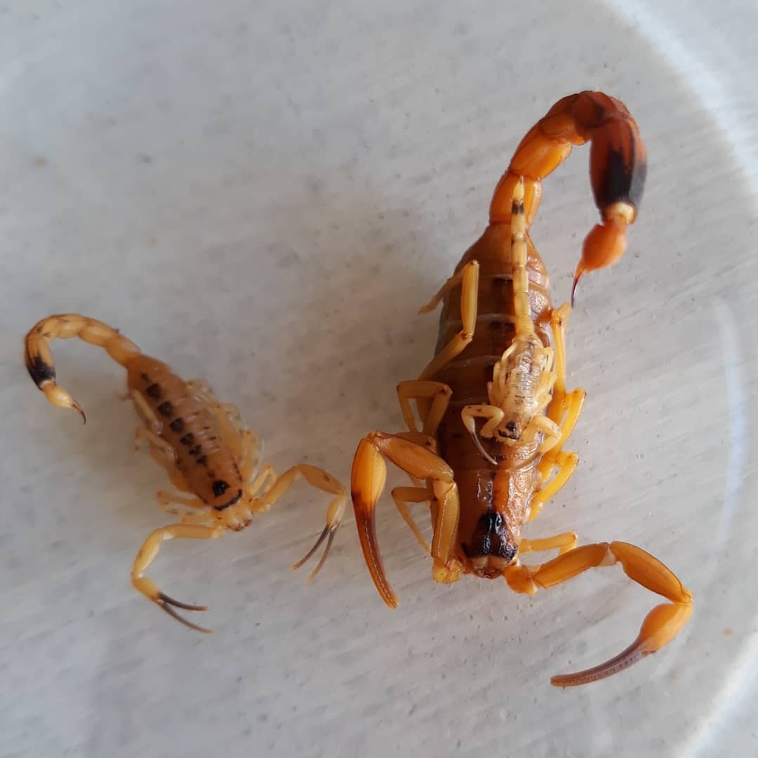 Centro Controle de Zoonoses alerta para cuidados com escorpiões