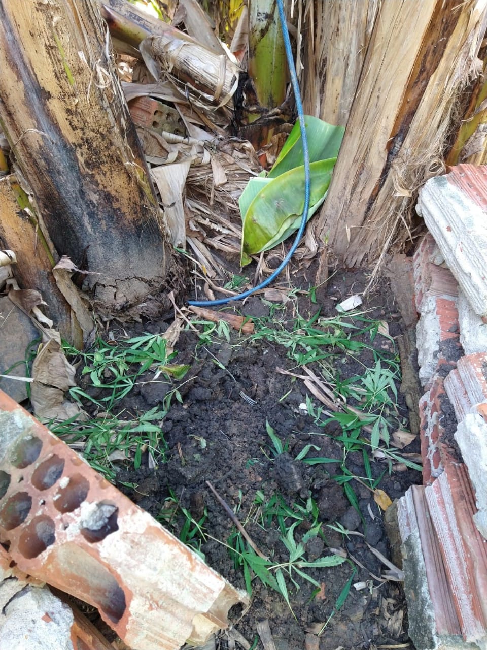 Casal é preso por cultivar plantação de maconha irrigada na Grande Natal