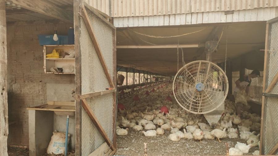 Calor de 41,5 °C mata mais de 6 mil frangos em granja de SP