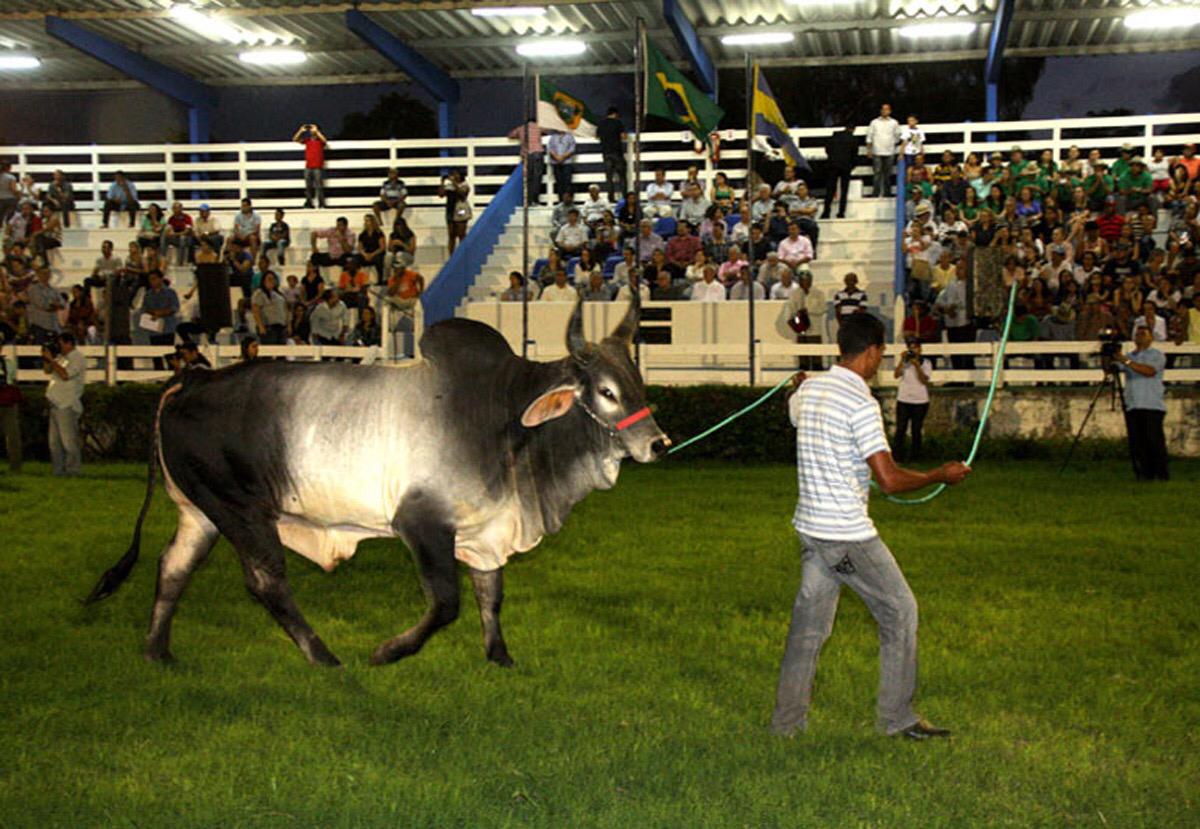 Festa do boi será virtual e começa no dia 12 de outubro
