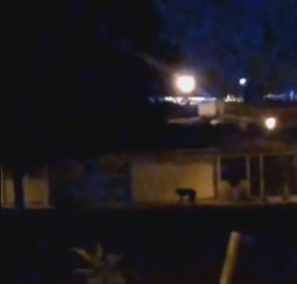 VÍDEO: Em noite de lua cheia, "lobisomem" aparece no DF e intriga moradores
