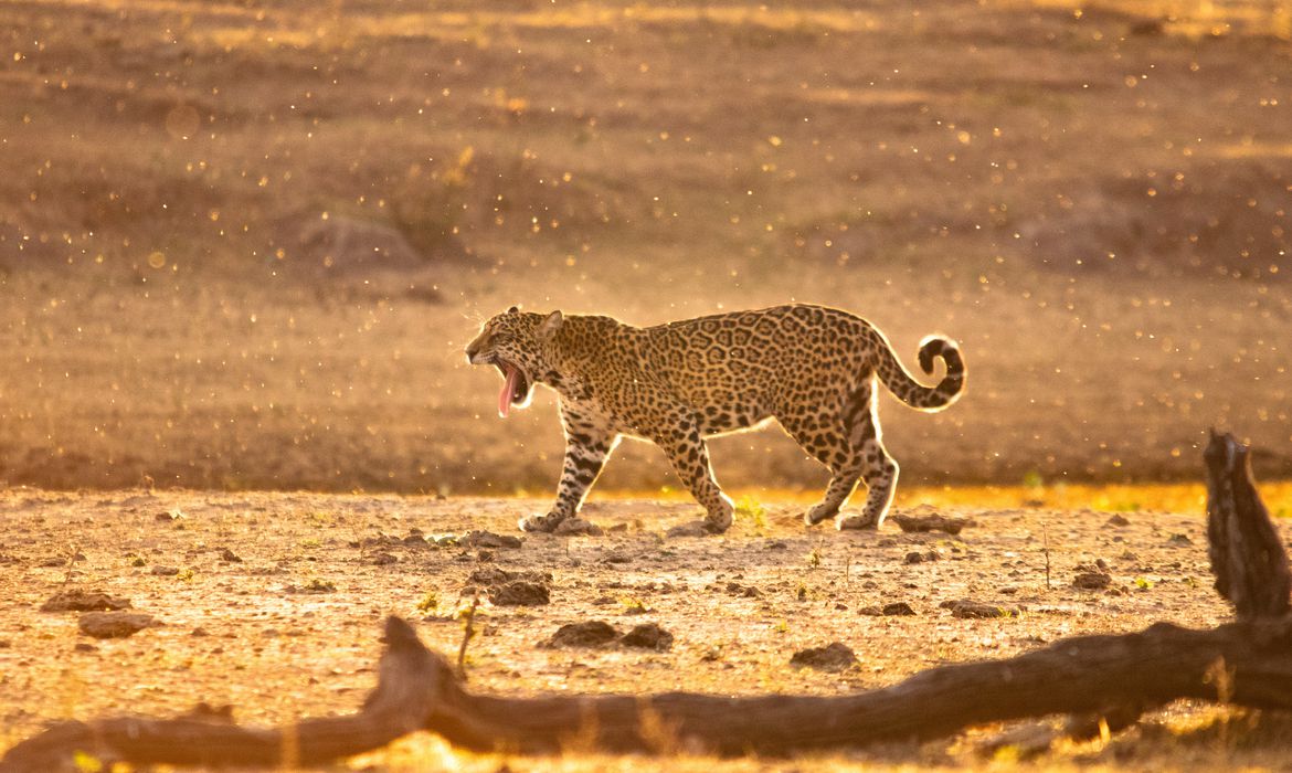 Dia dos Animais: ameaçada, onça-pintada é monitorada na Mata Atlântica