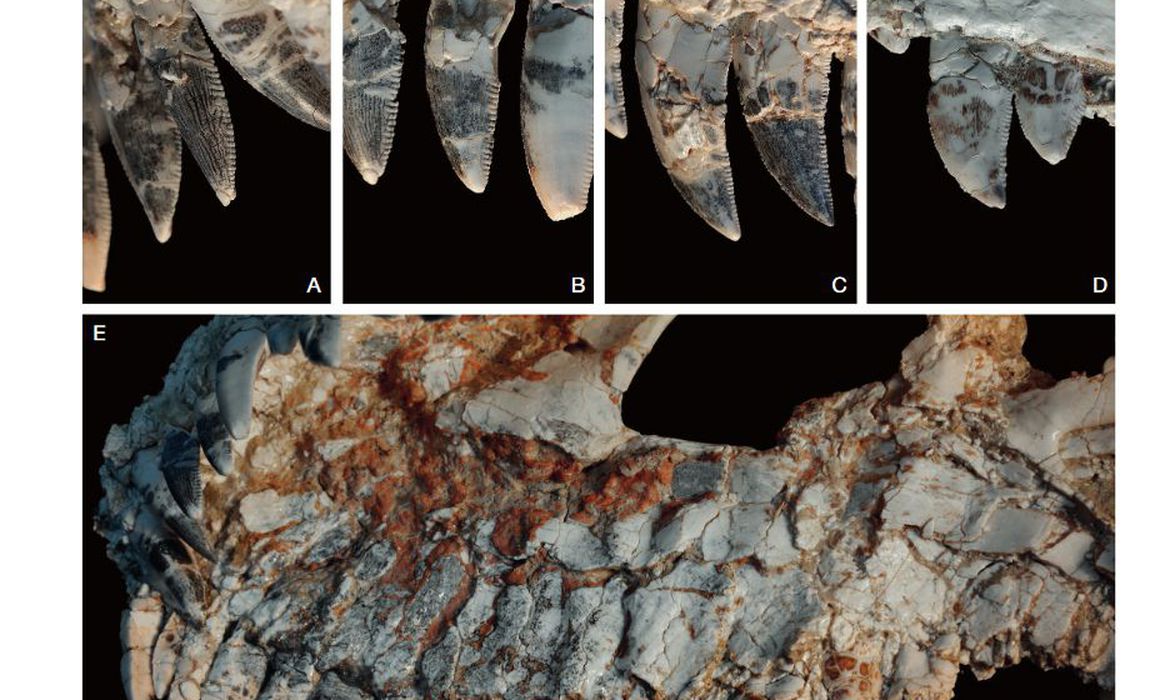 Fóssil achado em MG pode revelar novidades sobre dinossauros