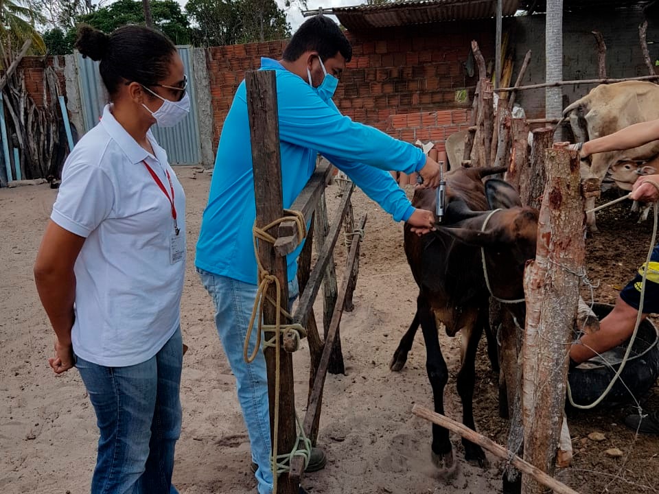 Campanha de vacinação contra a febre aftosa é prorrogada