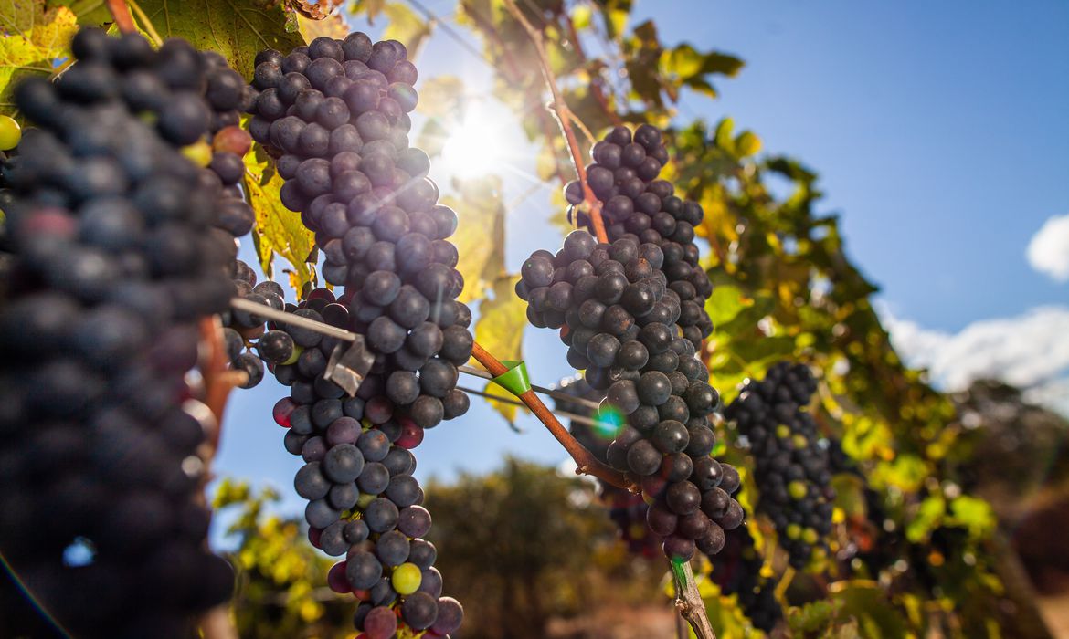 Vigilância intercepta 140 toneladas de uvas passas contaminadas com toxina