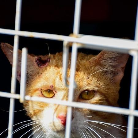 Doença transmitida por fungos que afeta humanos e gatos é investigada no AM