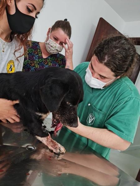 Cachorro perde parte da boca após rojão ter sido amarrado ao corpo