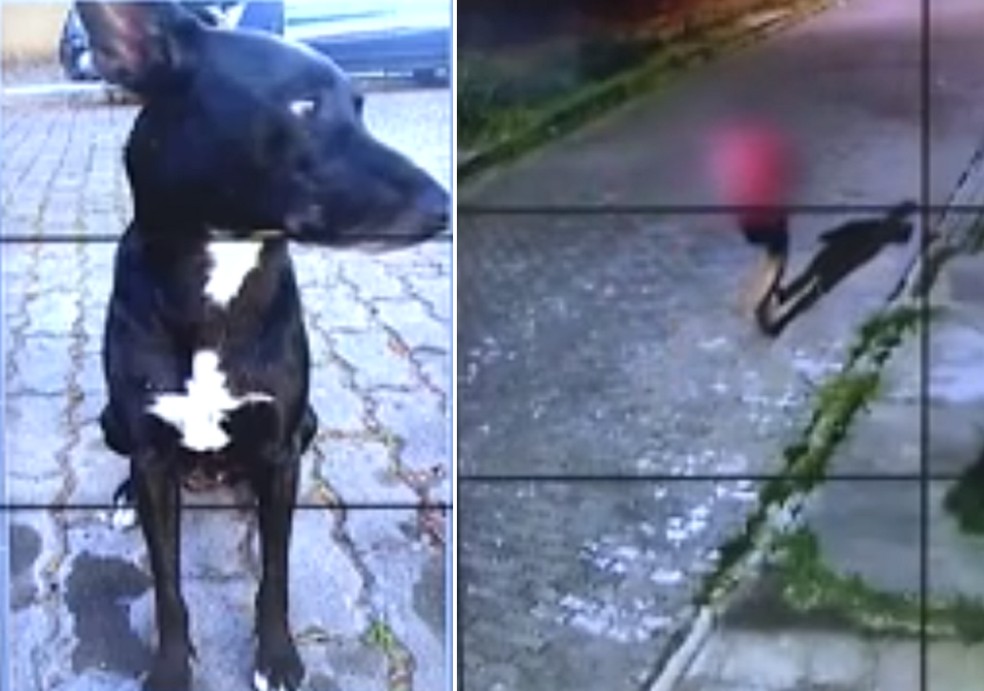 Cachorro de rua é assassinado a tiros no Rio e revolta moradores