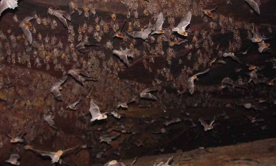 É preciso estudar cavernas de morcegos em busca da origem da covid-19