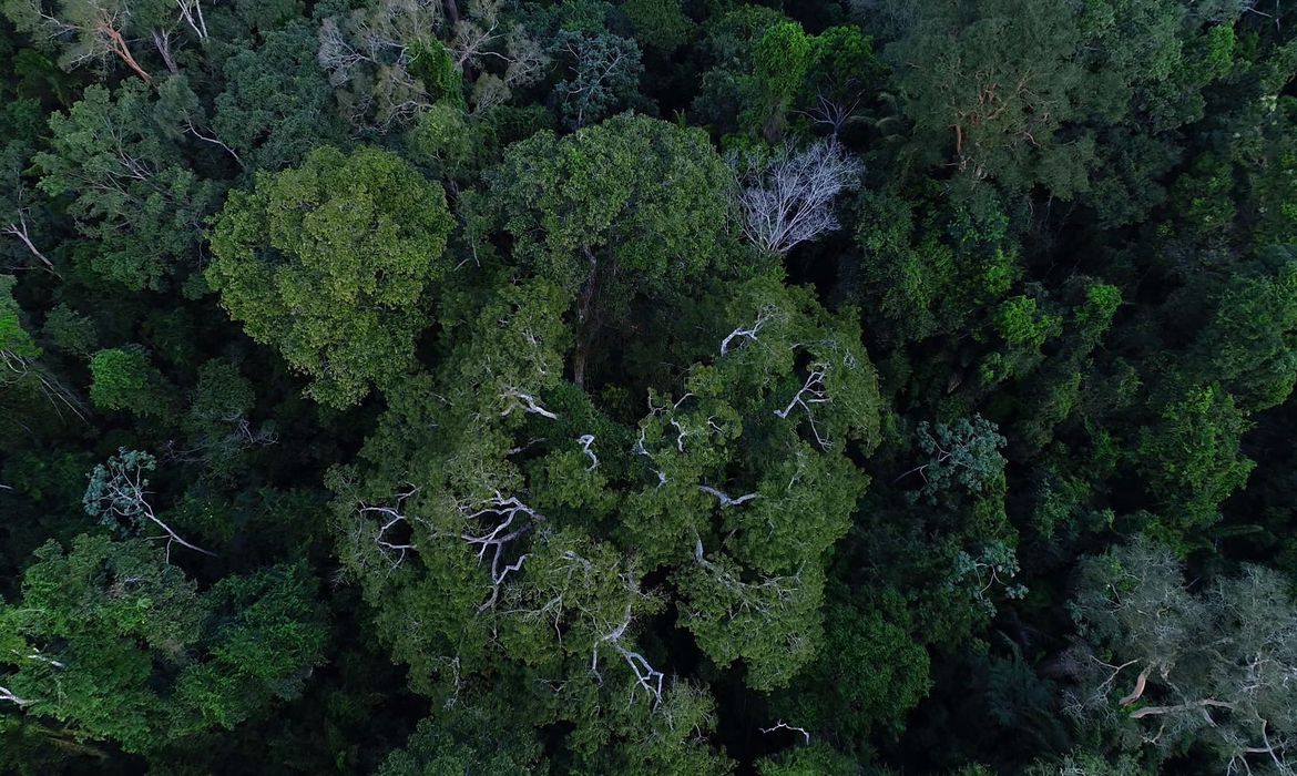 Desmatamento na Amazônia tem queda de 70% em janeiro, diz governo
