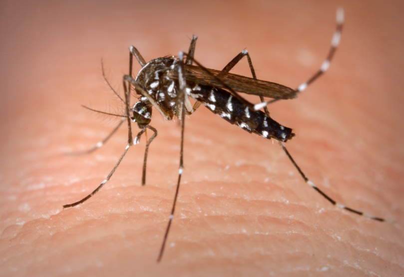 Sesap: RN tem 77 casos de dengue confirmados em 2021