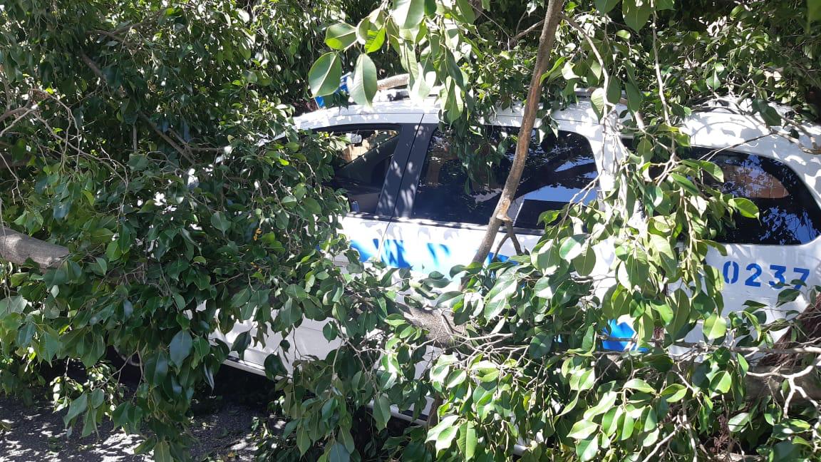 Árvore cai, atinge carro e causa interdição de cruzamento na Zona Sul de Natal