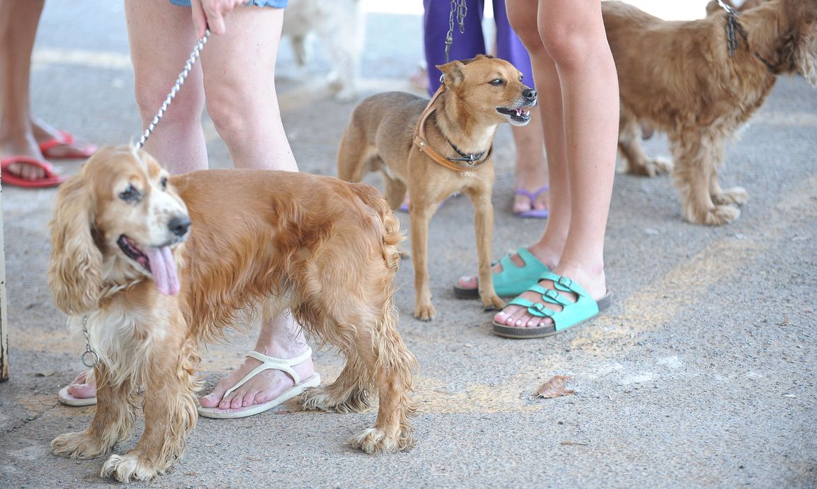 Pesquisa mostra taxa maior de infecção de animais pela covid-19