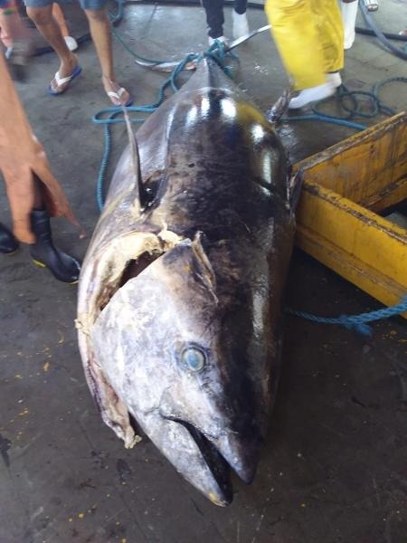Pescadores do RN pegam peixe de R$ 140 mil, mas perdem 'bolada'; saiba o motivo