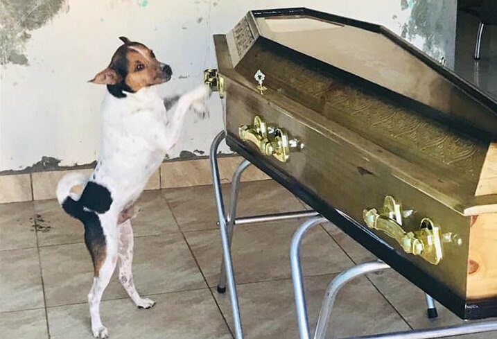 Cão chora ao lado do caixão da dona em velório na BA