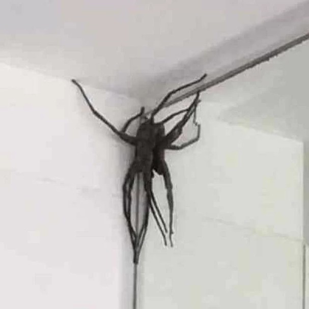 Aranhas gigantes invadem casas de Belo Horizonte; veja