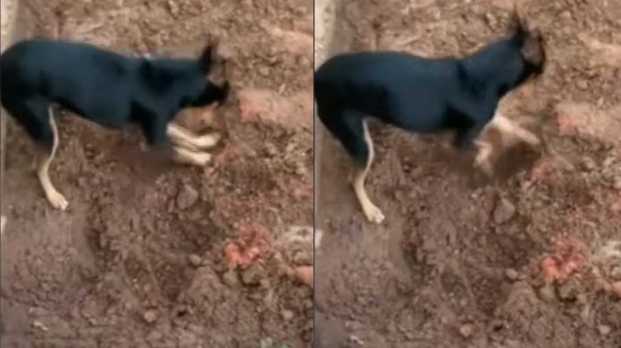 VÍDEO: Pinscher cava buraco, mostra drogas à polícia e entrega traficante
