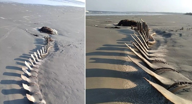 Esqueleto gigante aparece na areia de praia no litoral