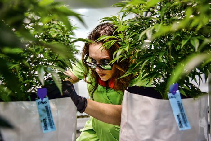 Comissão da Câmara aprova projeto que libera cultivo medicinal da maconha