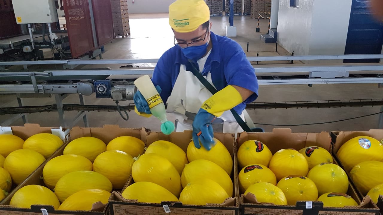 RN pode triplicar exportação de melão para o Chile