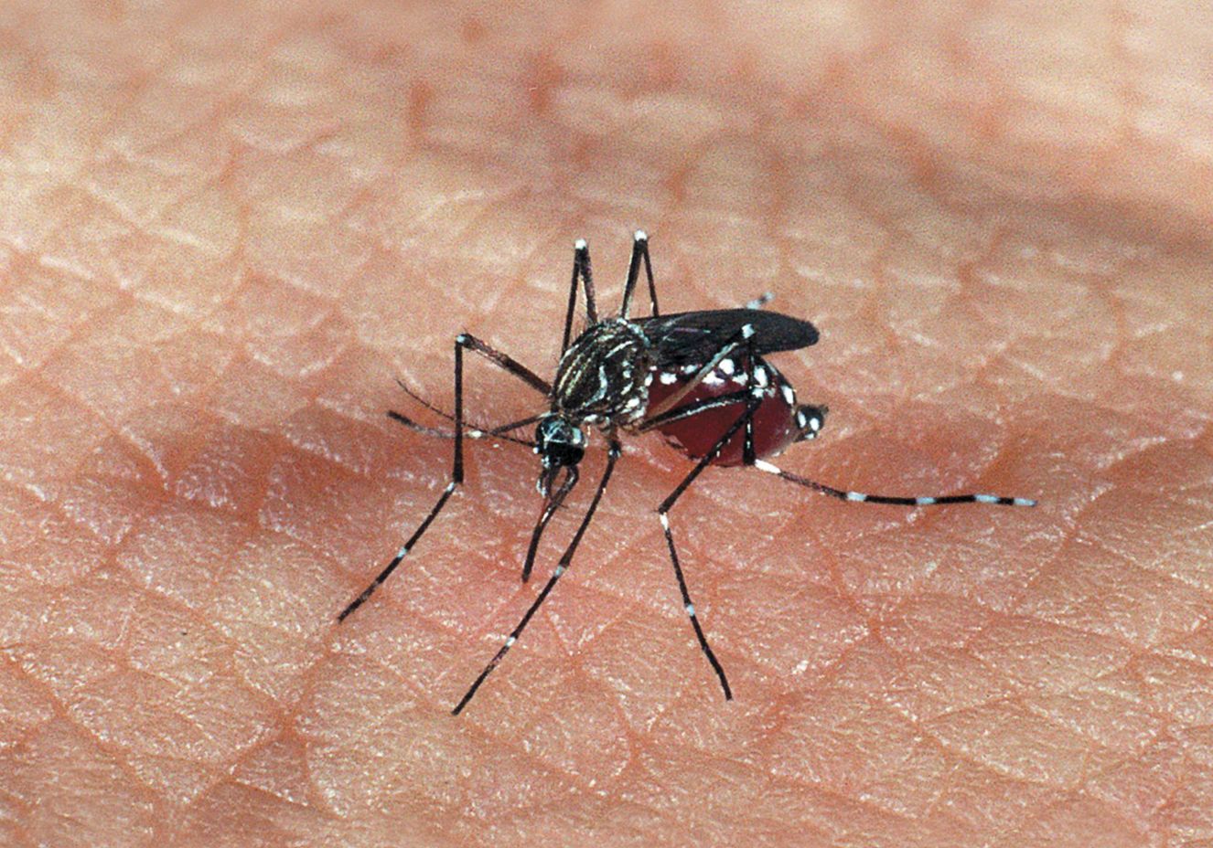 Butantan testa vacina contra a dengue em humanos; confira o que sabemos
