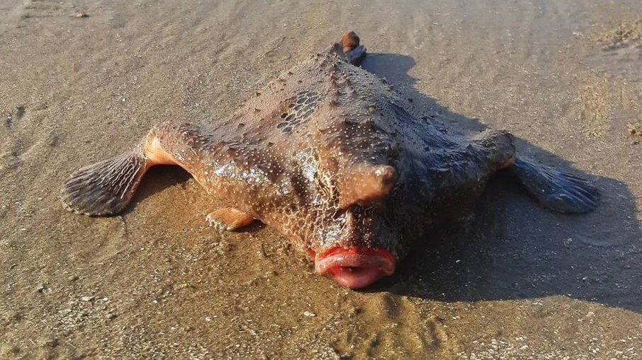 FOTO: Banhistas são surpreendidos por peixe 'macabro' em praia brasileira