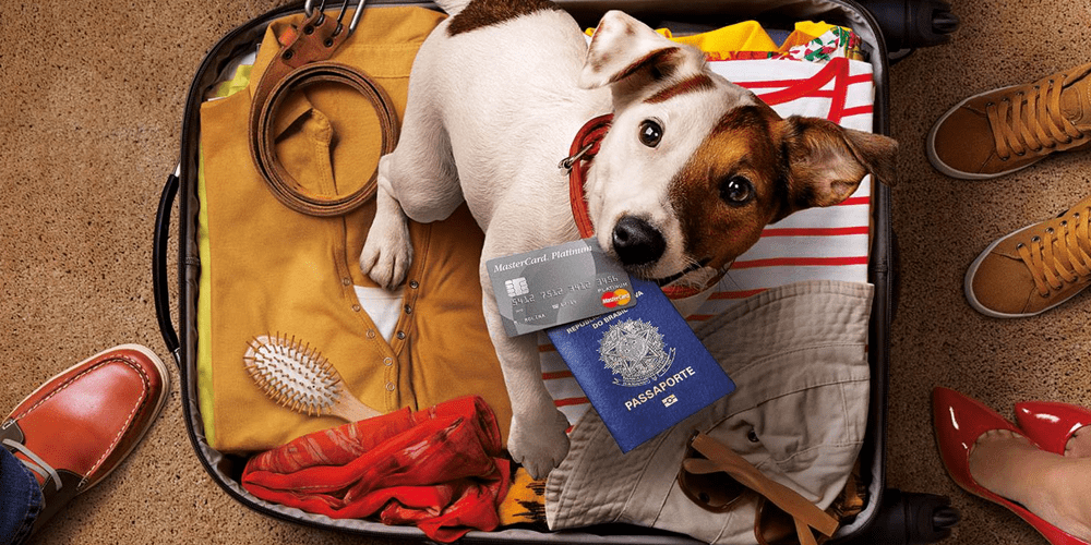Confira os cuidados na hora de viajar com o seu animal de estimação