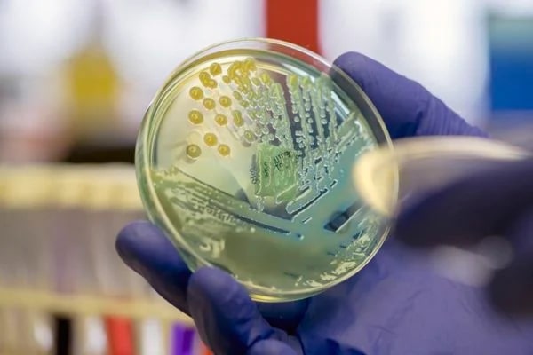 Anvisa alerta para surto de 'superfungo'