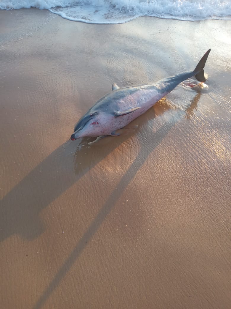 Golfinho é encontrado na praia dos Artistas e resgatado pelos Bombeiros; VEJA VÍDEO