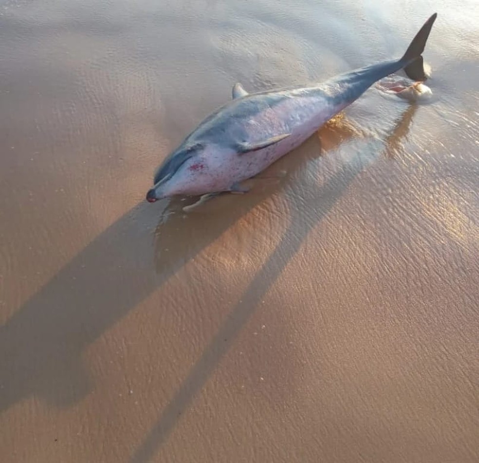 Bombeiros resgatam golfinho encalhado em praia de Natal, mas animal não resiste e morre