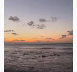 VÍDEO: Vários tubarões aparecem em praia e assustam banhistas no Nordeste