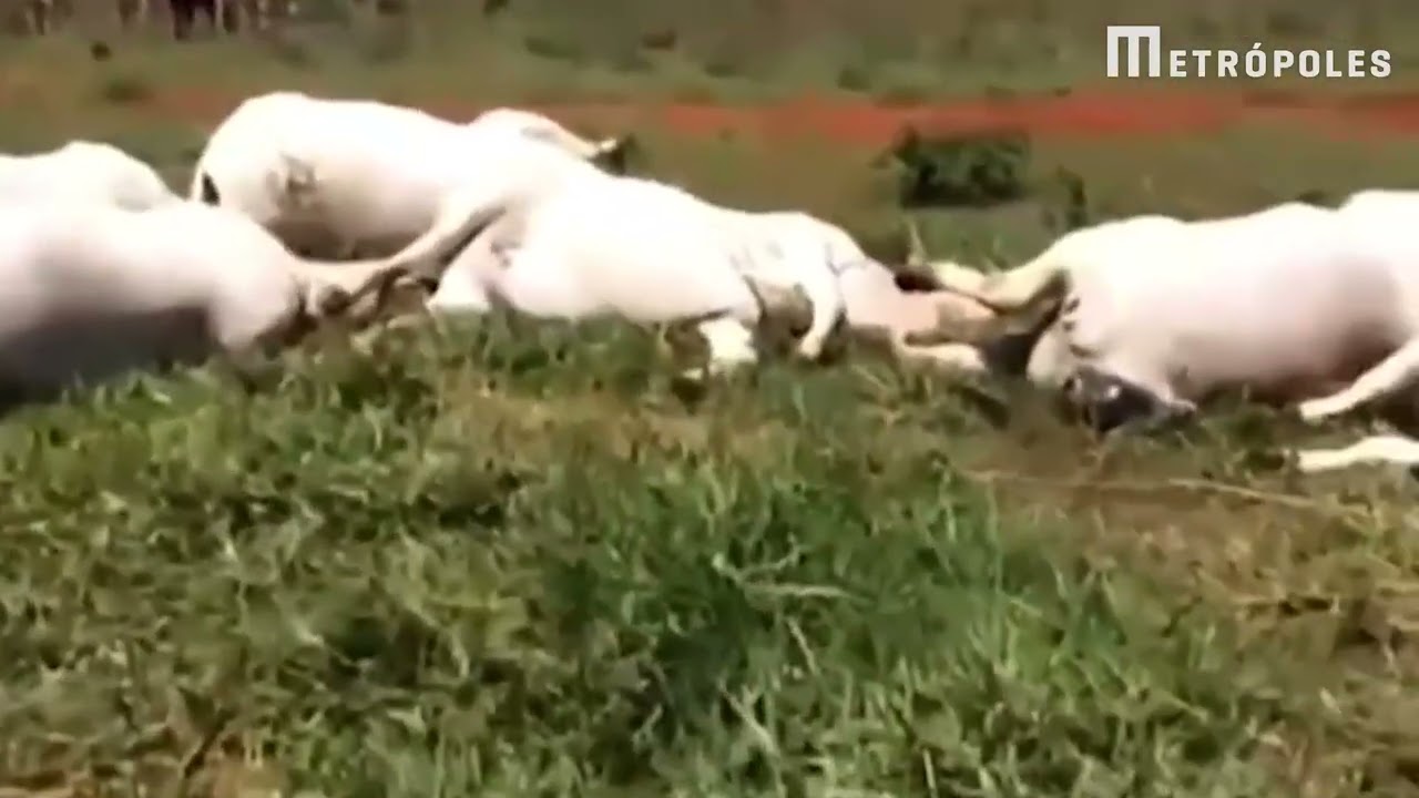 VÍDEO: Queda de fio de energia mata 34 vacas e gera prejuízo de R$ 170 mil; assista