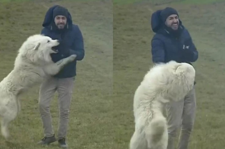 VÍDEO: Vídeo: Repórter da Globo é “atacado” por cachorro em jornal ao vivo