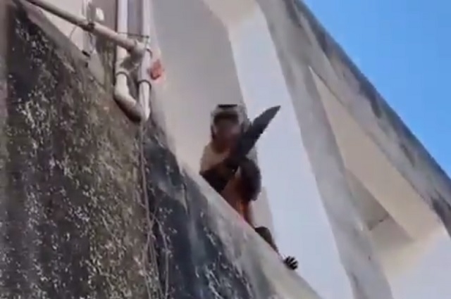 VÍDEO: Macaco é flagrado 'amolando' faca no Piauí