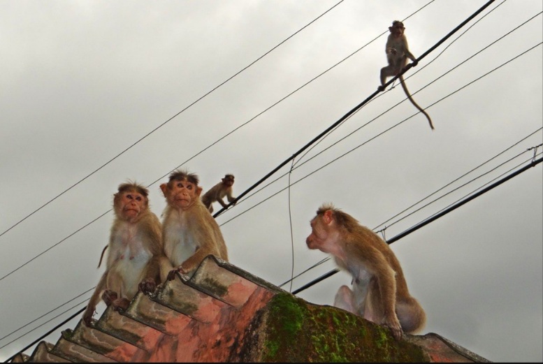 Macacos jogam bebê de quatro meses de terraço de prédio