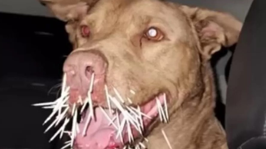 Pitbull morre após briga com porco-espinho nos EUA: 'Aventura acabou mal'