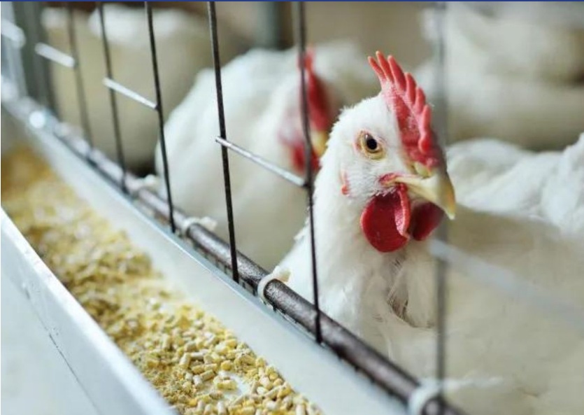 Primeira morte por gripe aviária no mundo é confirmada pela OMS