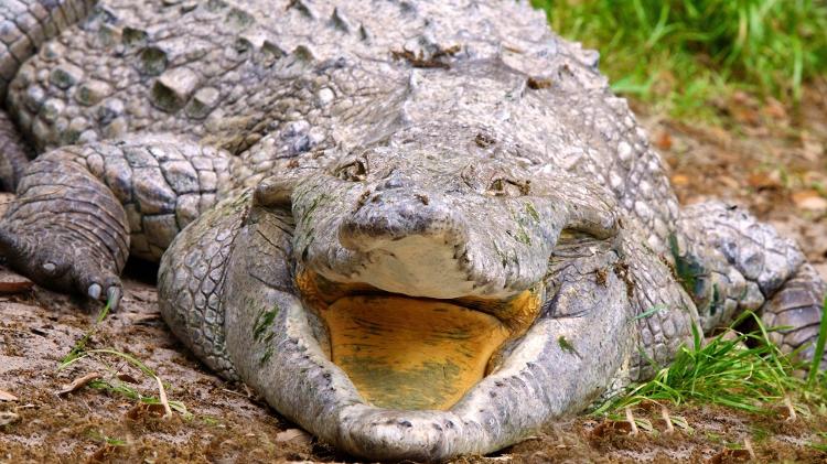 Maior que um carro, crocodilo gigante é lançado em rio da América do Sul