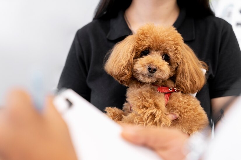 Pacientes internados em hospital particular da capital potiguar recebem visita de cães terapeutas