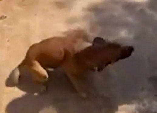 VÍDEO: Cachorro arranca parte da orelha de ladrão e impede roubo; assista